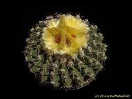 Notocactus (MC) sellowii 496